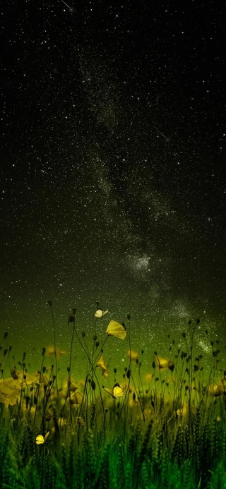 4K野花星空