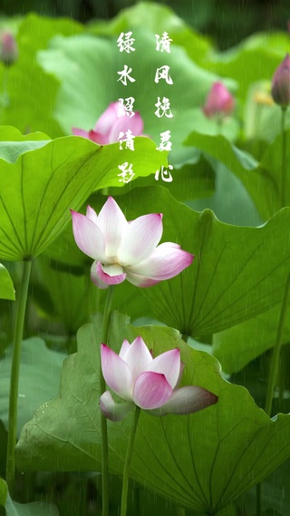 唯美雨中荷花摇曳