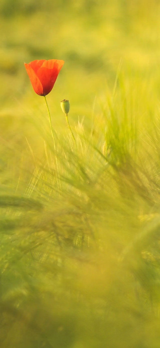 野外随风摇动的小花