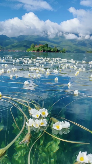 水性杨花