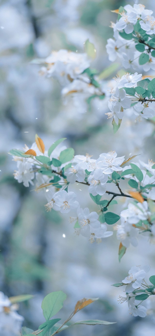 春季梨花