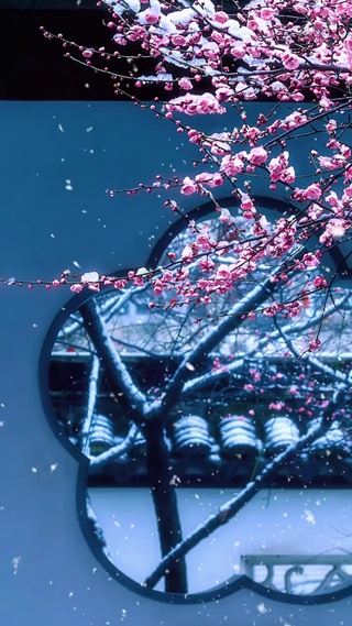 梅花爱雪