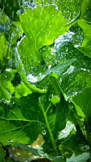 岁月逢春 细雨惊落