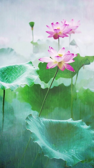 4K唯美梅雨烟雾缭绕