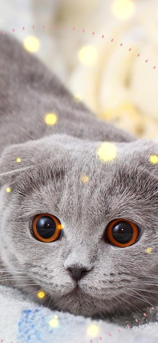 想睡觉的猫咪