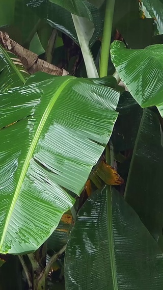 雨中香蕉树l