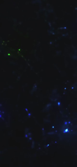 流光粒子