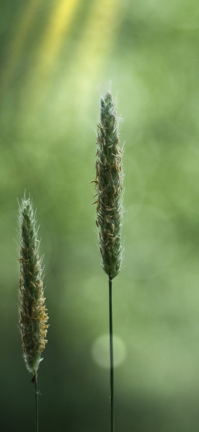 绿色护眼简约壁纸