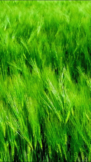 风吹麦浪 4K
