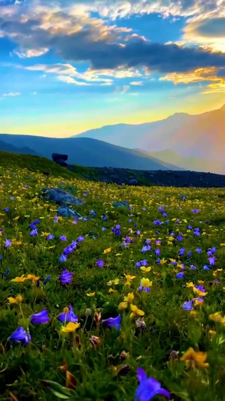 花海与落日