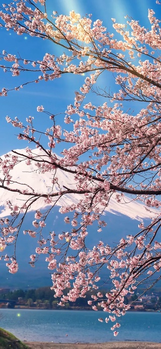 樱花富士山（带真实时间天气）