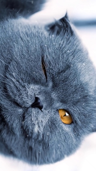 Bingo猫猫