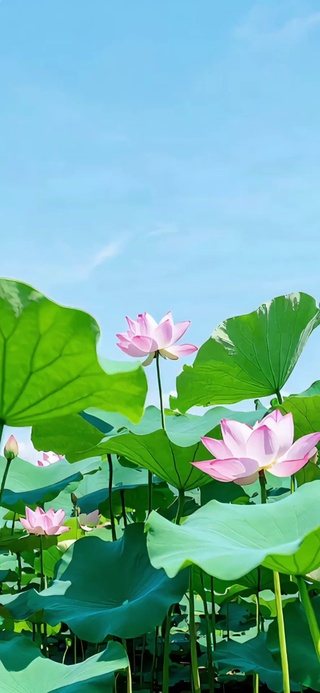 绿色清新自然护眼荷花