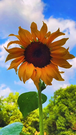 向日葵有个很好的花语：
入目无他人，四下皆是你
有你时，你是太阳，我目不转睛
无你时，我低下头，谁也不见。