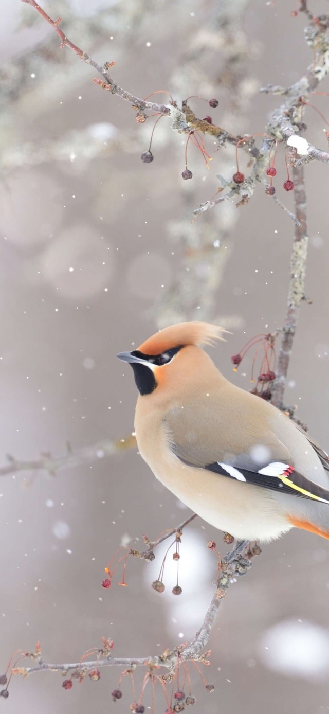 4K冬天树梢上的小鸟