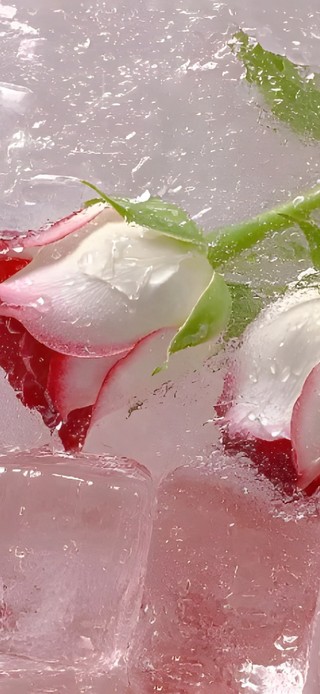 超治愈 冷冻玫瑰