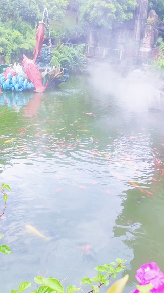 锦鲤戏水