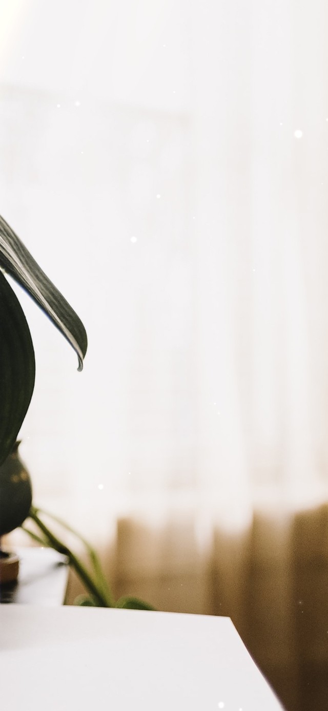 （免费）4K绿植每日语录文艺