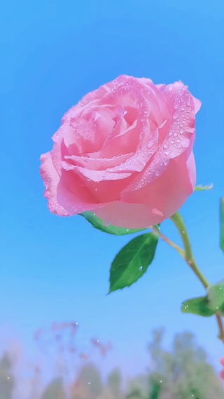 粉色玫瑰③