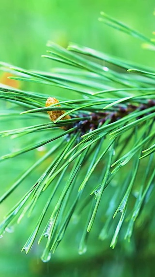 雨中绿色松树