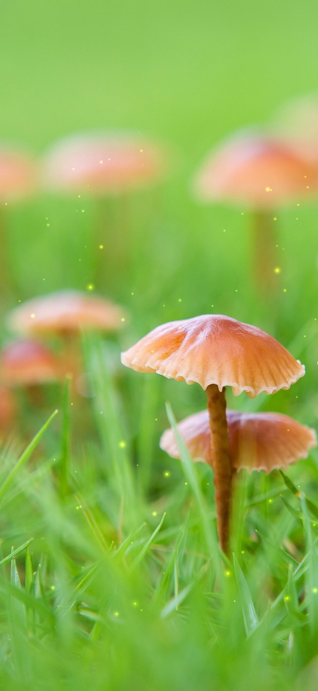 雨天小蘑菇