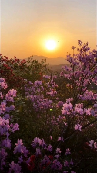 野外杜鹃花