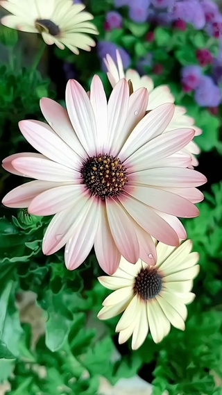 白菊花