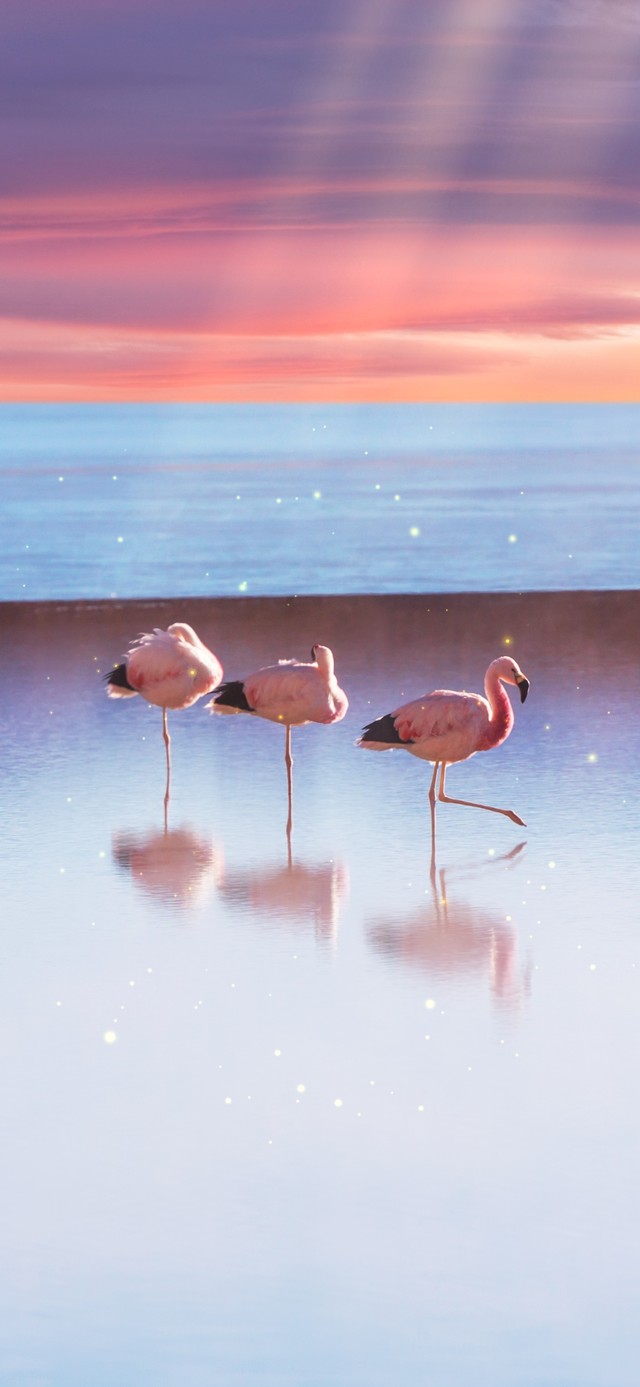 湖面上的火烈鸟