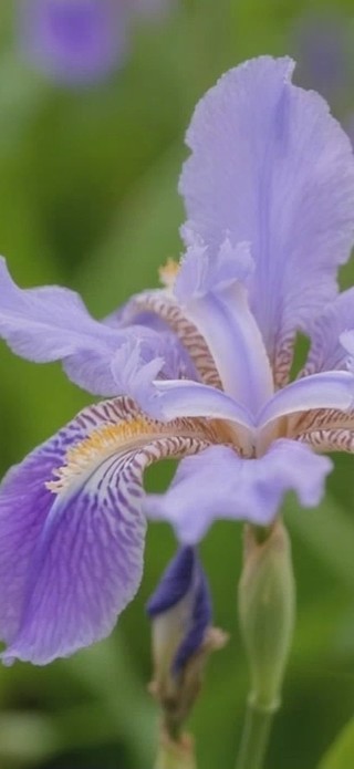 鸢尾花