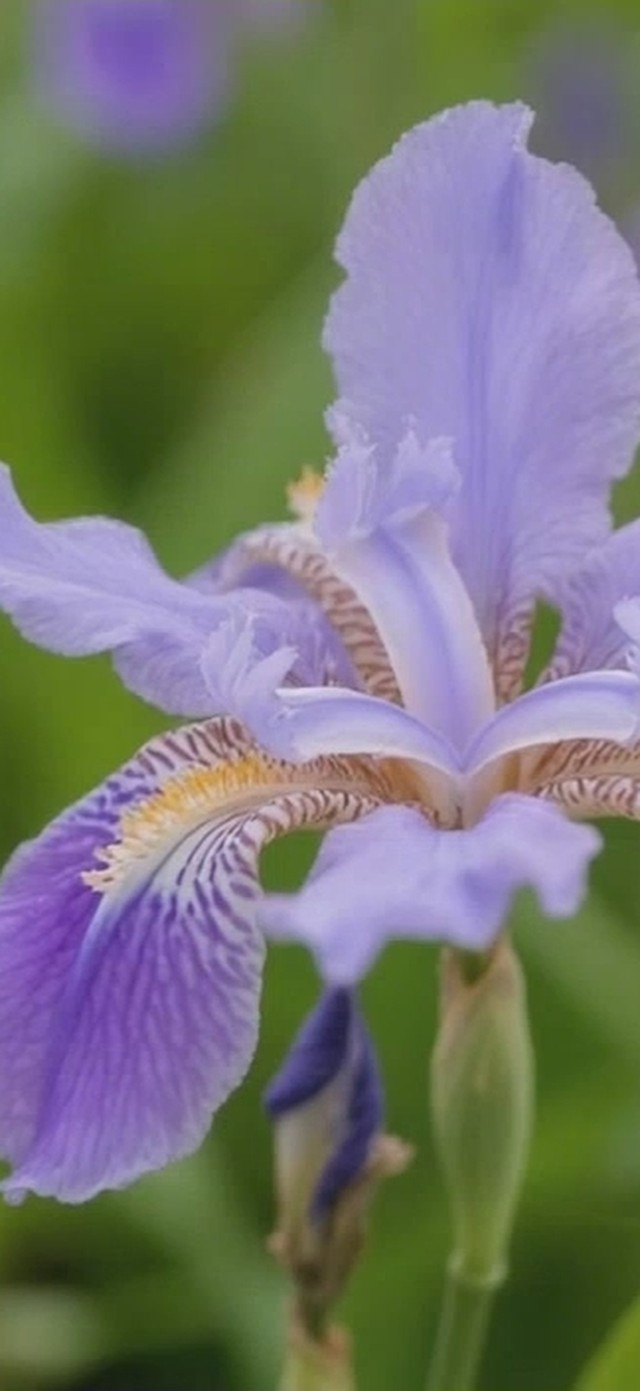 鸢尾花