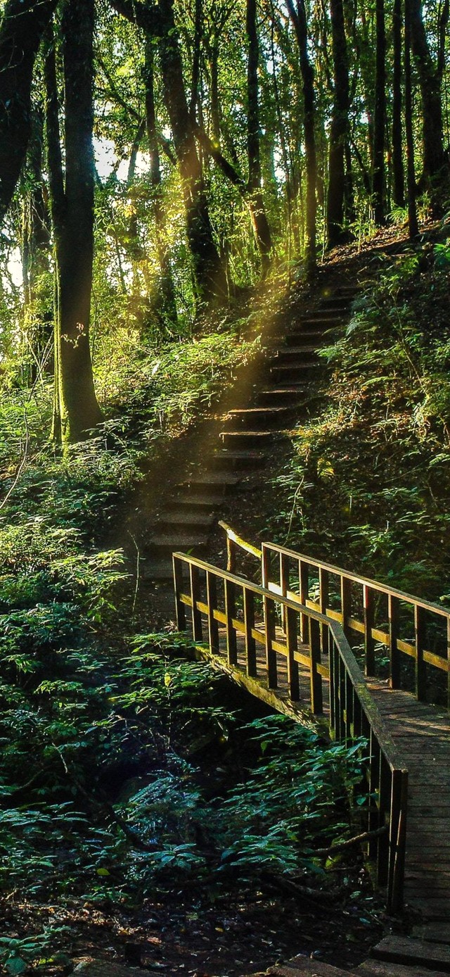 清新护眼阳光森林小路