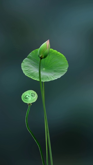 荷花