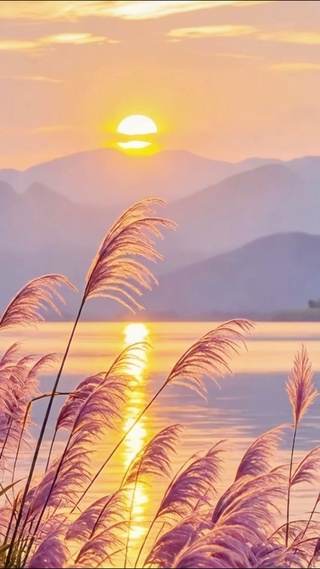 唯美夕阳芦苇4K