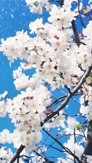 花开花落花无悔 缘来缘去缘如水