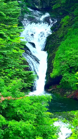 夏日护眼绿林流水