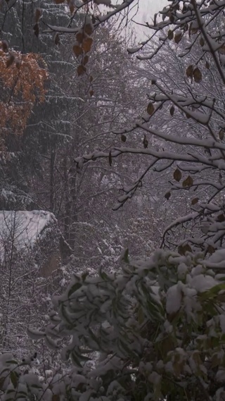 宁静森林雪天