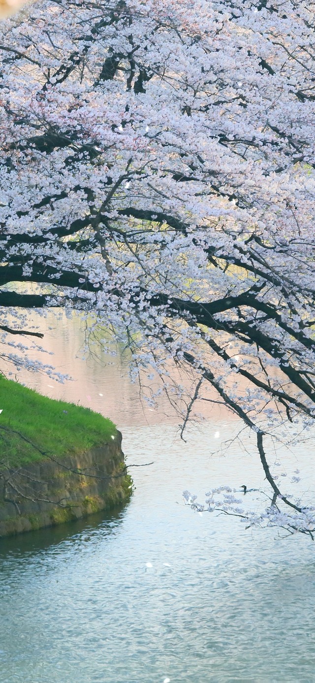 河边樱花树