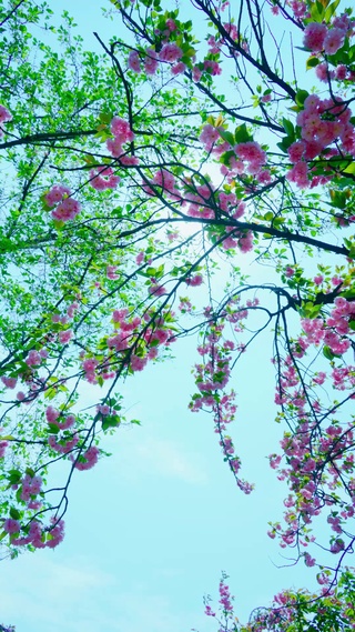 花映晴空