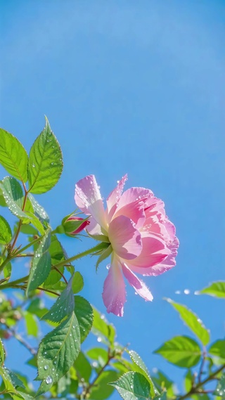 治愈护眼晴空晨露玫瑰