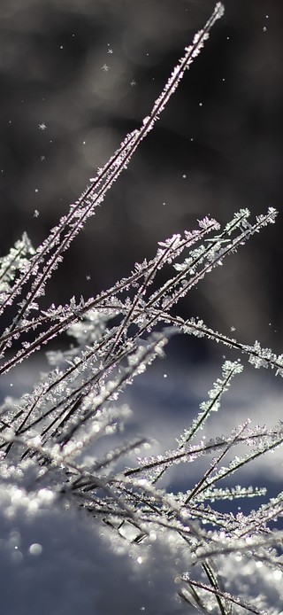 霜雪