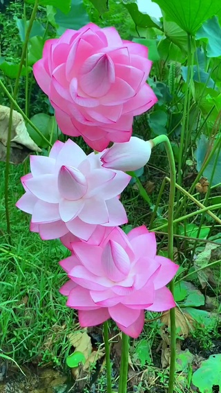 “荷荷”美美