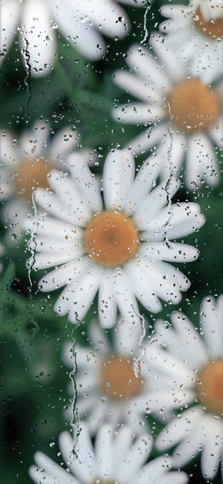 菊花雨滴