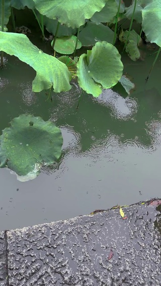 西湖的世纪晚霞