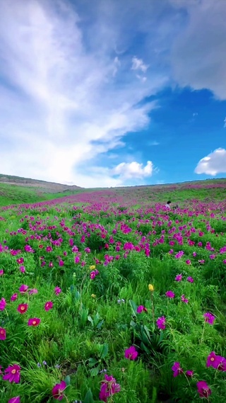 浪漫花海
