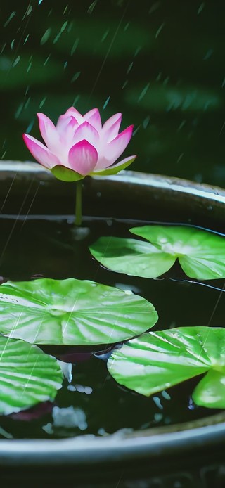 雨中摇曳的荷花