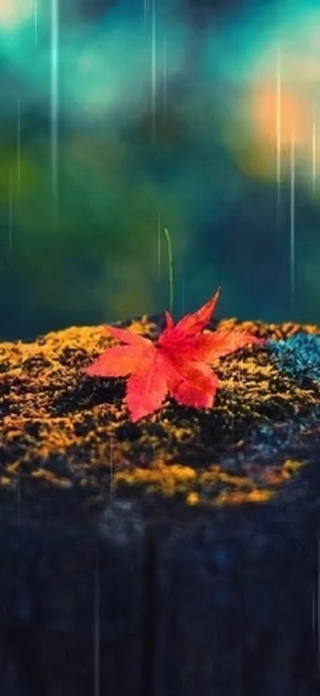 秋雨缠绵