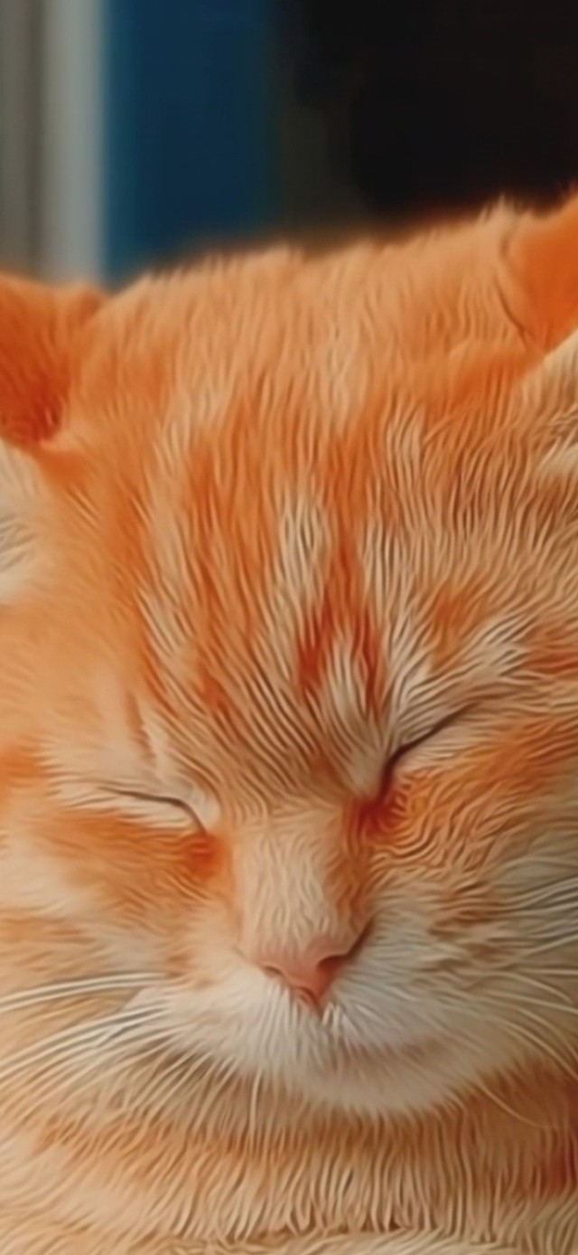 晒太阳的猫咪