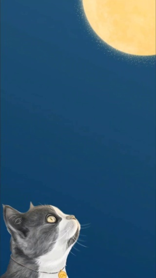 猫咪