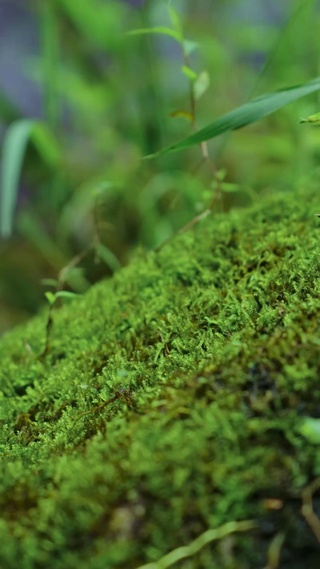 青苔