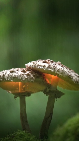 雨下护眼蘑菇